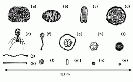Diferentes tipos de virus y sus medidas